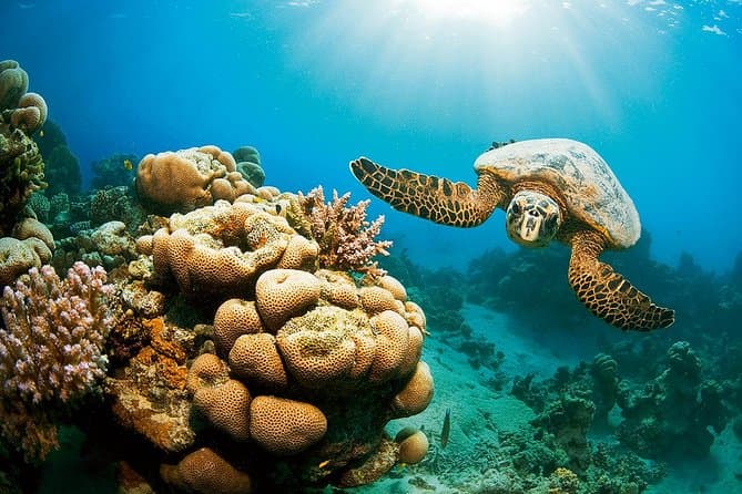 Marsa Alam Activity